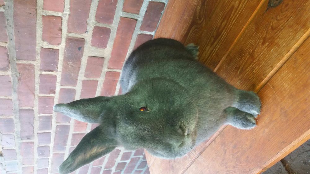 Wiedeński niebieski z ocenami