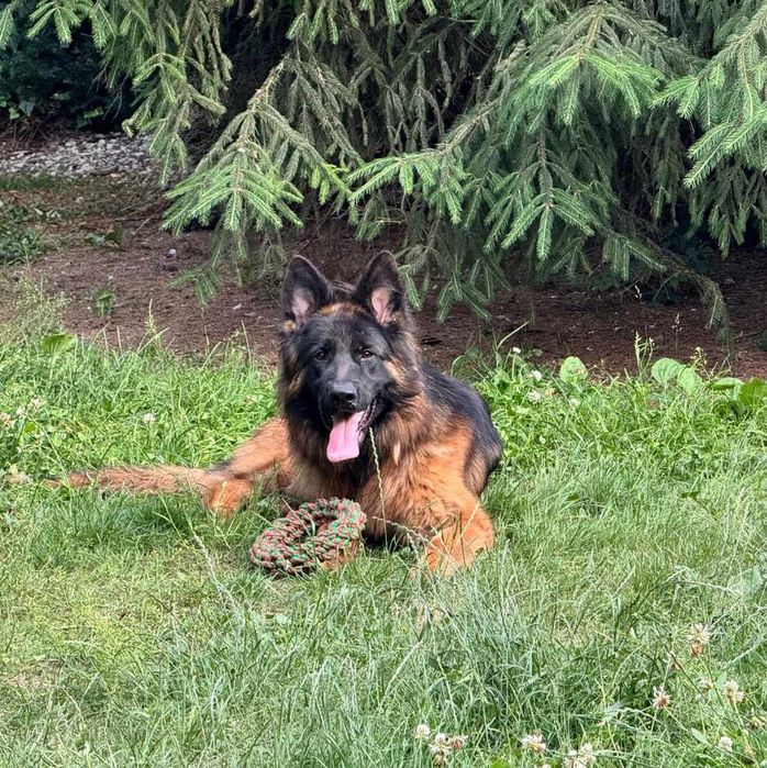 Owczarek niemiecki długowłosy POTĘGA