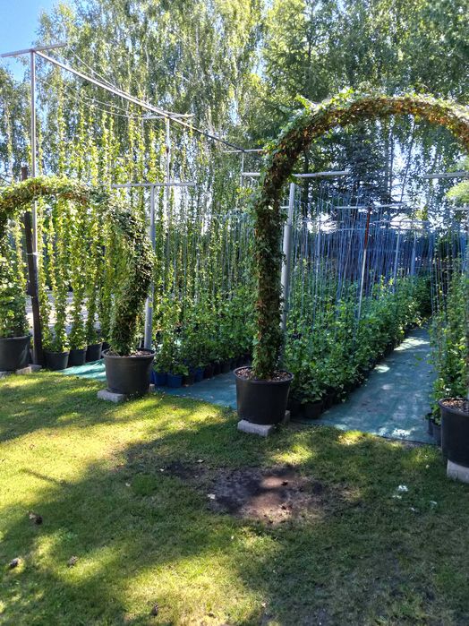 bluszcz   hedera helix , zimozielony do  150 cm