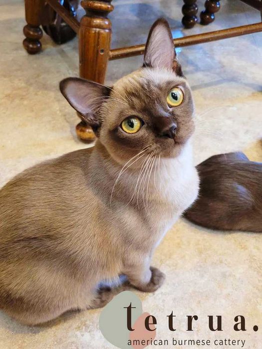 Котик бурмы американской, очень ласковый и ручной!