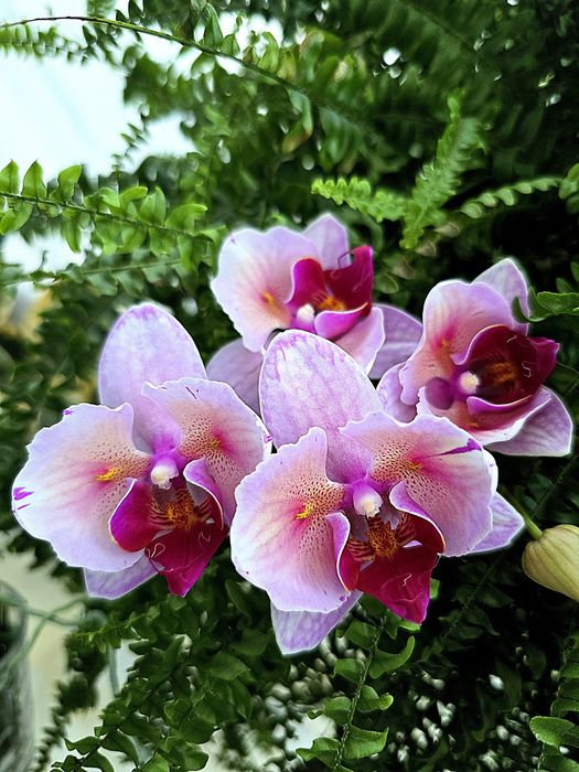 Орхідея метелик номер 5017 .