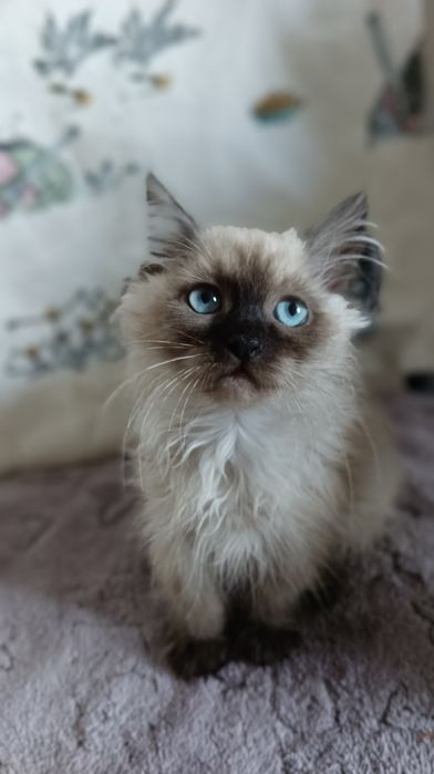 Невська маскарадна дівчинка 2,5 міс