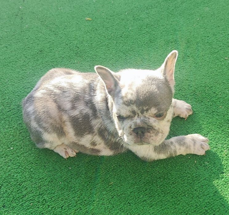 Bulldog francês fêmea blue Merle