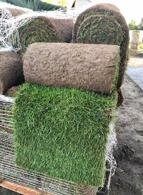 Trawnik z rolki Ogrodowo Sportowy