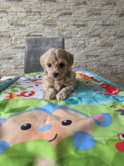 Maltipoo śliczna suczka