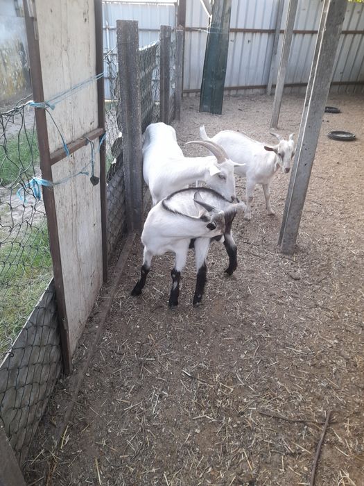 Cabras serpemtinas e alpinas