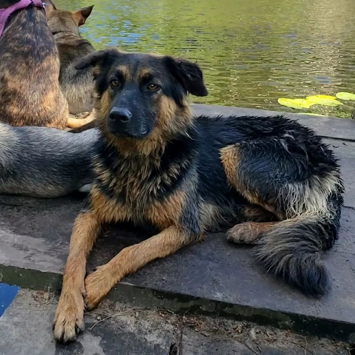 Собаки-щенки-коти