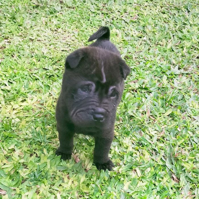 Shar pei macho negro