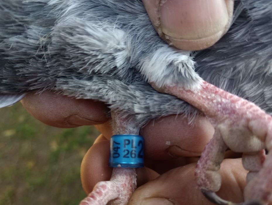 Witam mam do sprzedania młodego gołębia