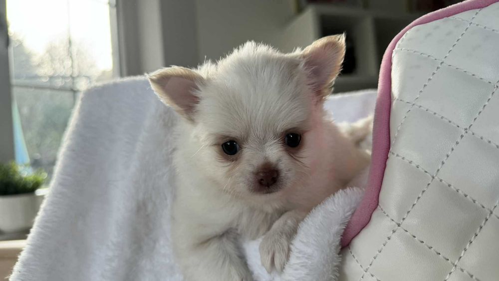 Piesek Chihuahua z Rodowodem Biel&Cream do 2kg