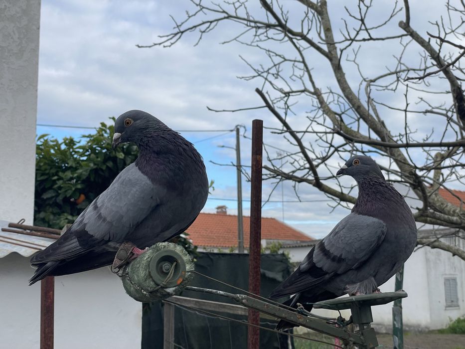 Dois casais de picas