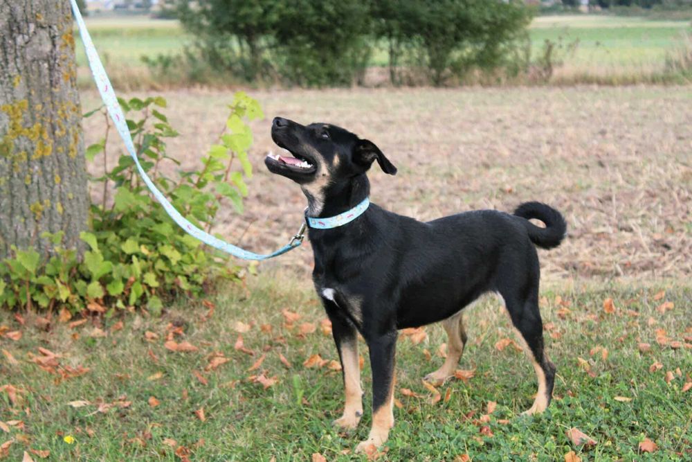 Cudna Maja szuka domu