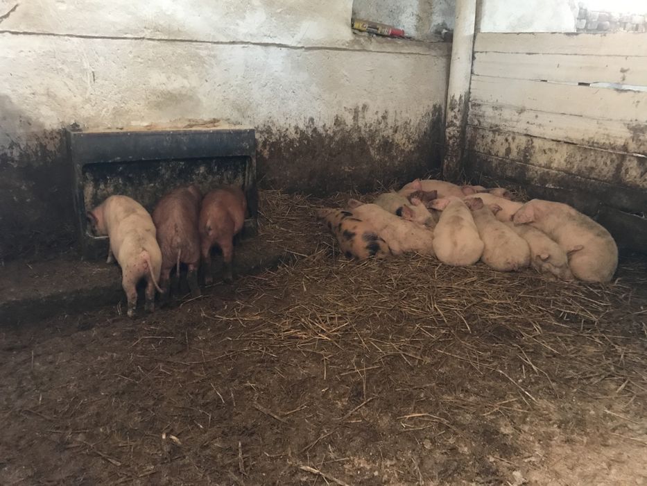 Ферма, тваринницьке приміщення