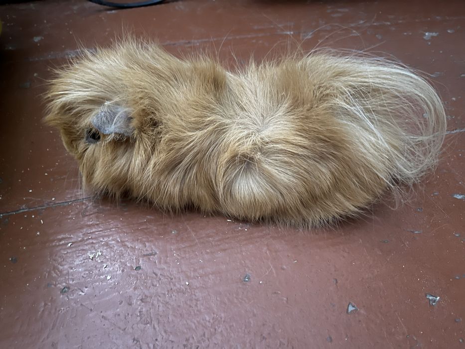 Безкоштовно морська пухнаста свинка