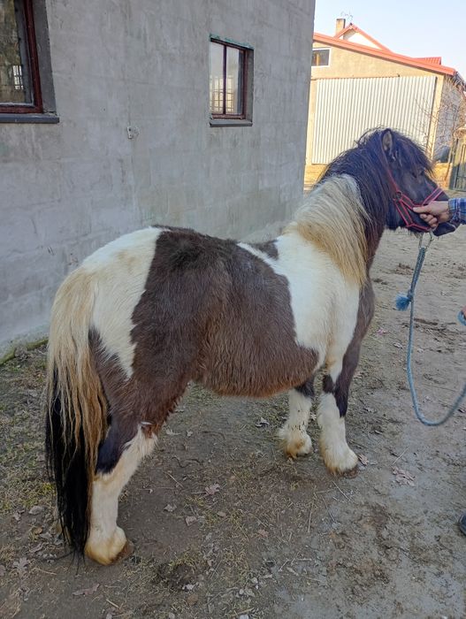 Sprzedam ogiera kucyka