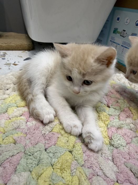 Кошенята котята хлопчики безкоштовно