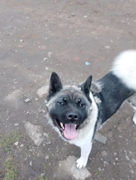 Амереканська акіта. Чистокровні.