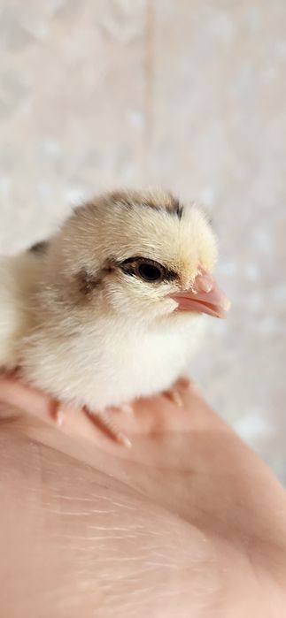 Добові курчата МАСТЕР ГРЕЙ