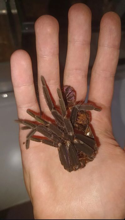 Xenesthis immanis samica