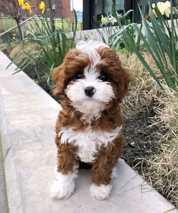 Мальтипу міні неймовірний красень  хлопчик