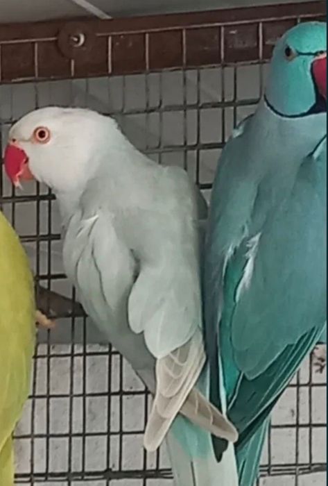 Ring necks azuis