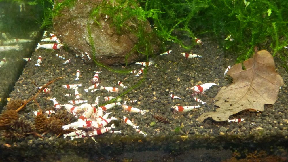 krewetki prl caridina