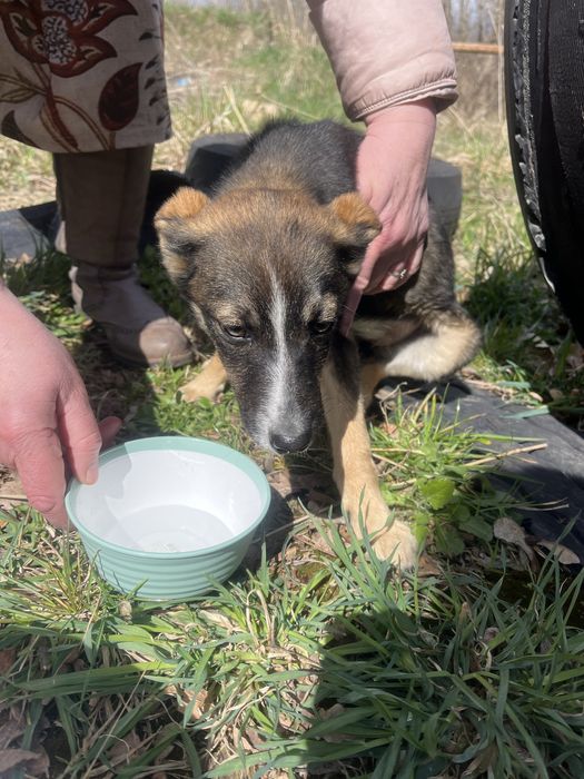 Собачка дівчинка прилаштування
