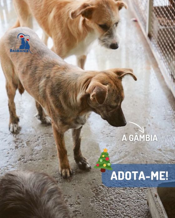 Gambia - cadela jovem de porte medio