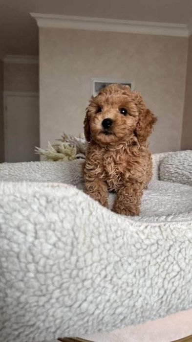 Той пудель супер малюк