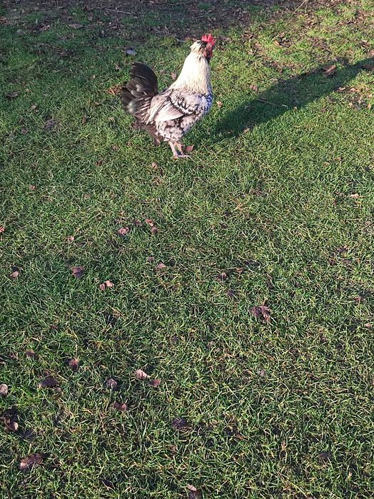 Sprzedam koguty różne