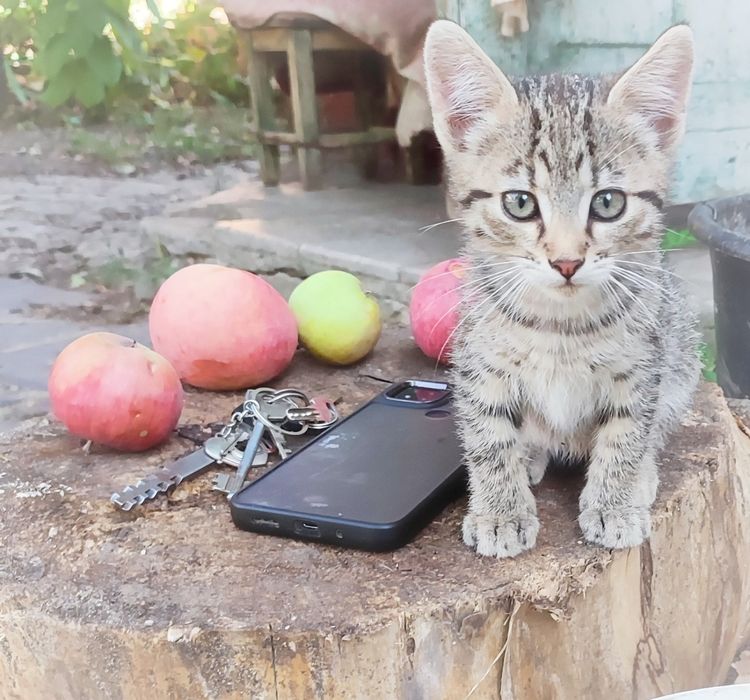 Бесплатно в хорошие руки