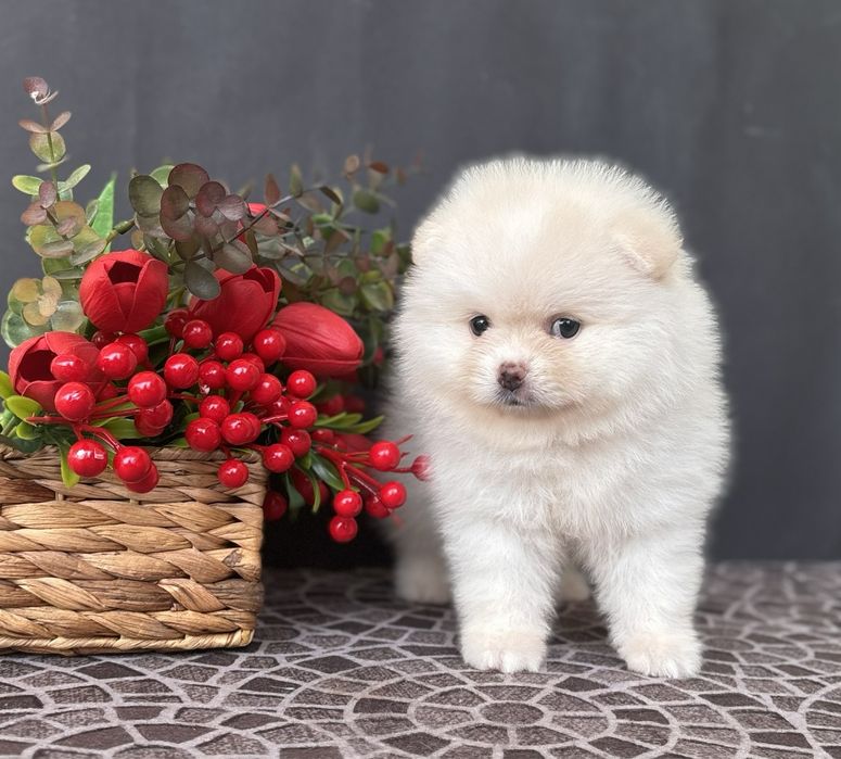 Малятко дівчинка померанець