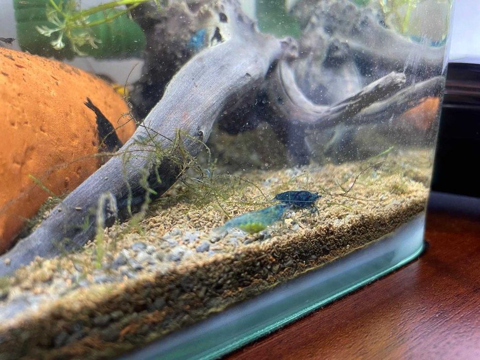 Camarões Neocaridina