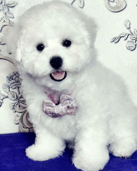 Супер щенки Бишон Фризе