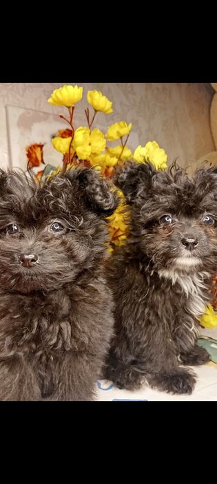 Мальтіпу хлопчик мініатюрний хлопчик мальтіпу