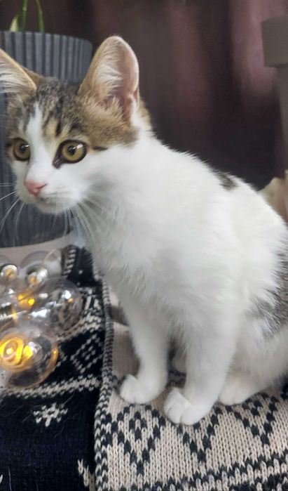 Саме муркотливе котеня