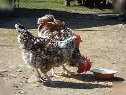 яйце лівенської ситцевої