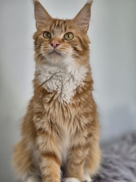 Kotka Maine coon Candy z 2024r. Po sterylizacji