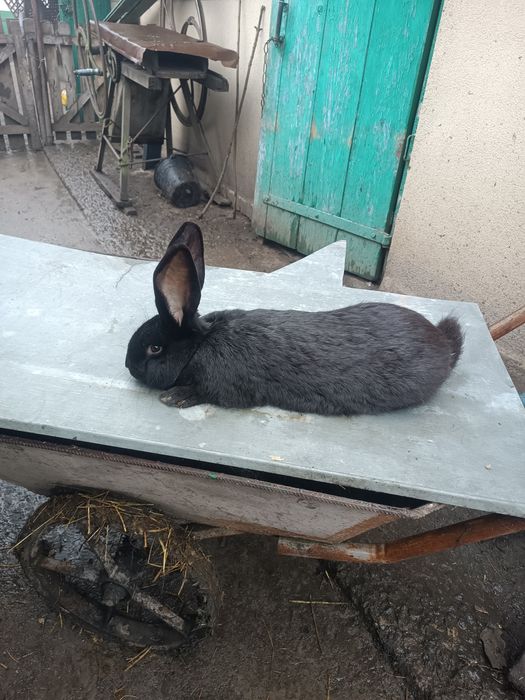 Кролі-кролики самці