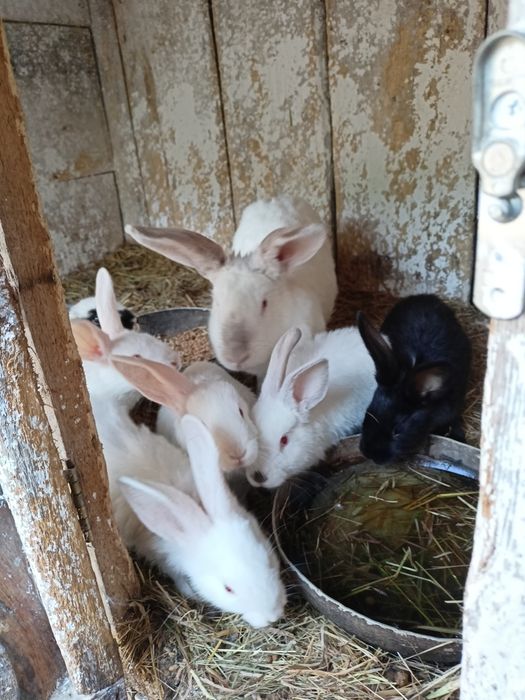 Sprzedam młode króliczki