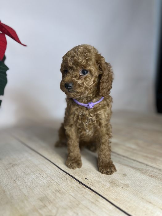 Pudel toy/miniatura chlopiec