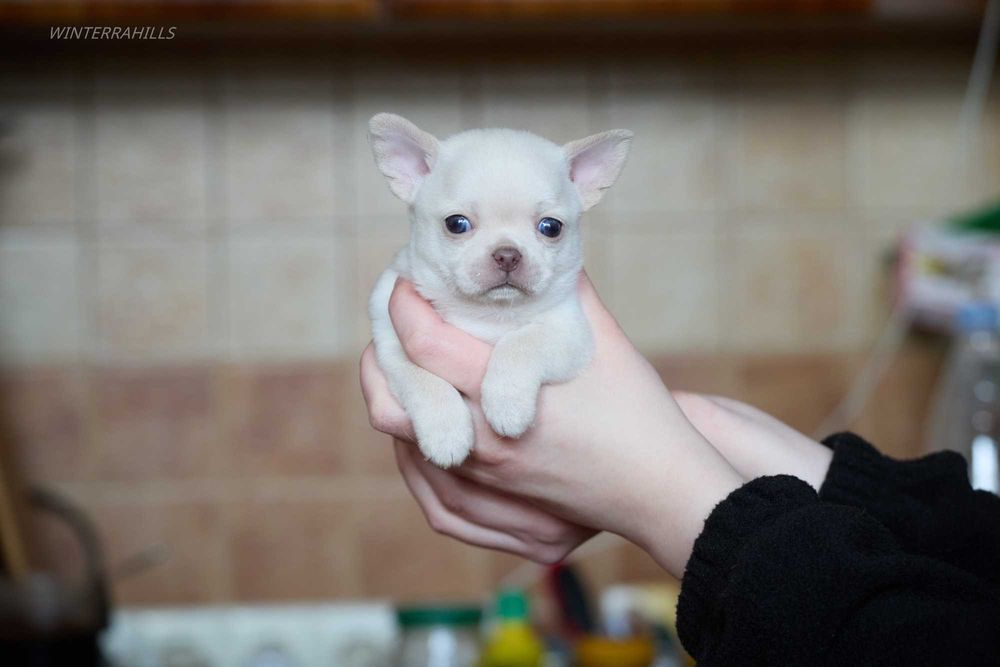 Неймовірні хлопачки чихуахуа КСУ