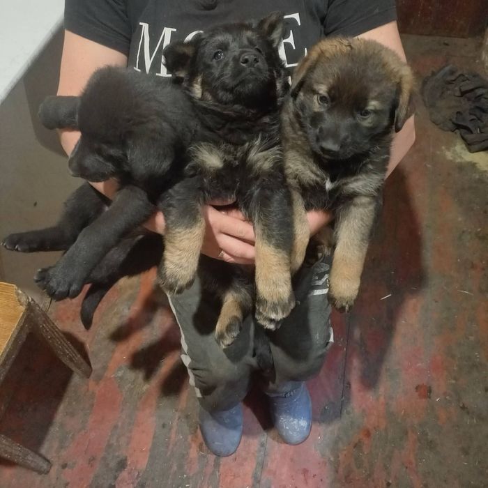 Продам щенков немецкой овчарки,1,5 месяца