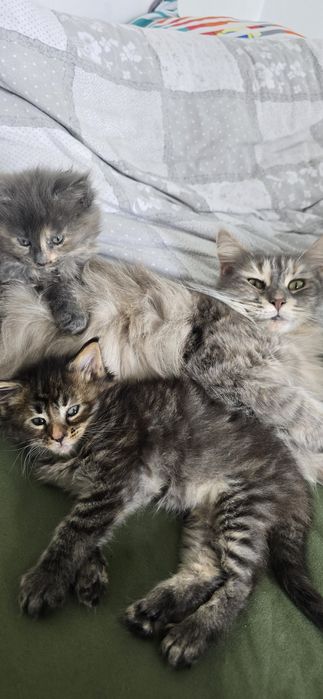 Kotka maine coon