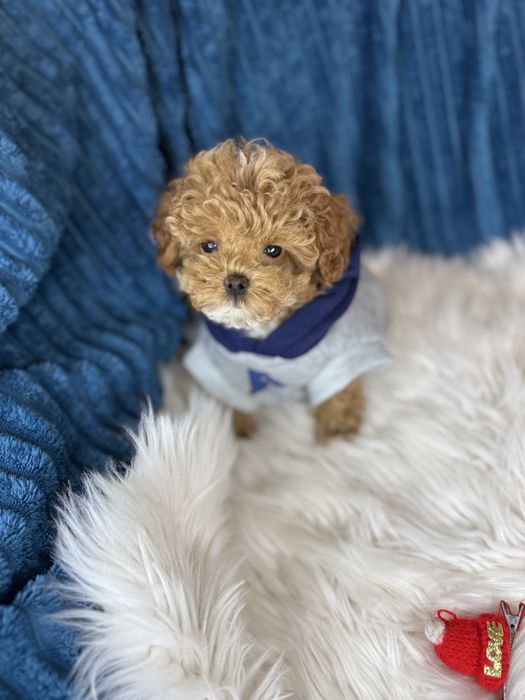 Шикарні vip мальтипу