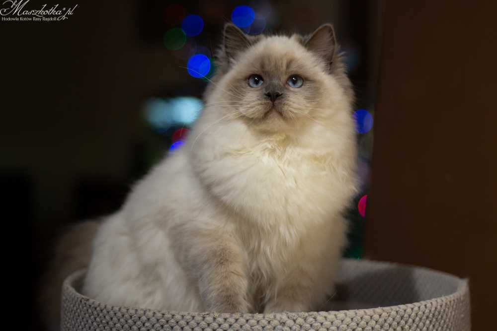 Ragdoll, przepiekna pohodowlana koteczka FPL/FIFE