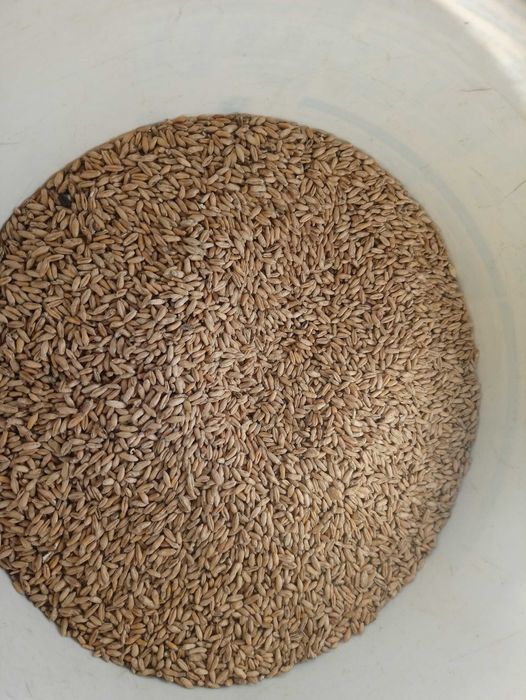 Pszenżyto jare Dublet. Ryby, zanęta, wędkarstwo