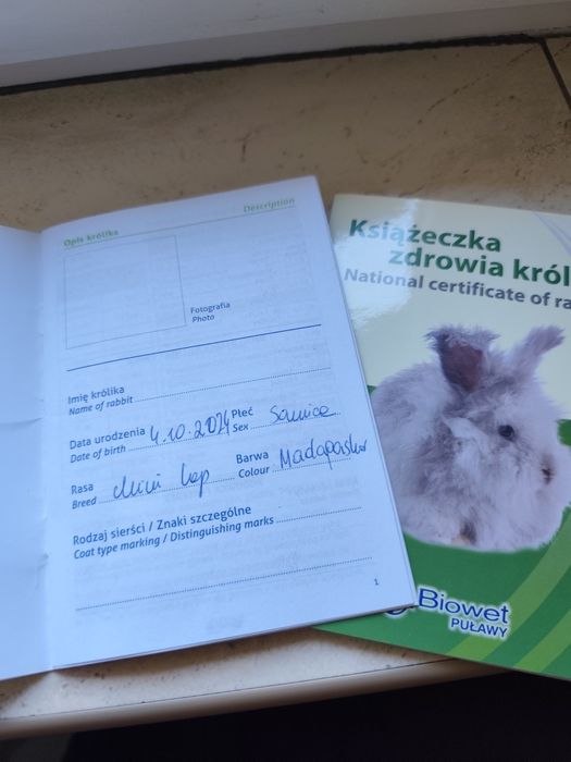 Samiczka Mini Lop