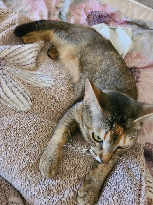 Кошка Абиссинская