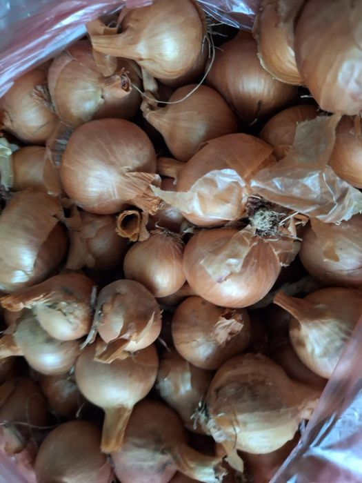 Цибуля кущовка на посадку